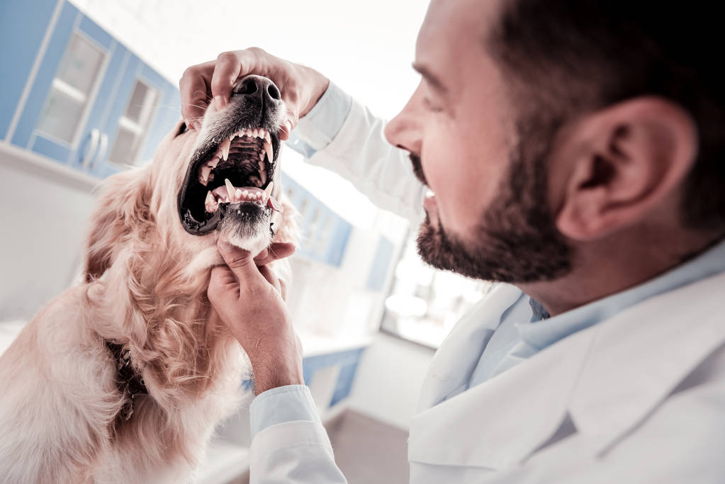 Dental Care For Animals The Importance Of Dental Care For Animals