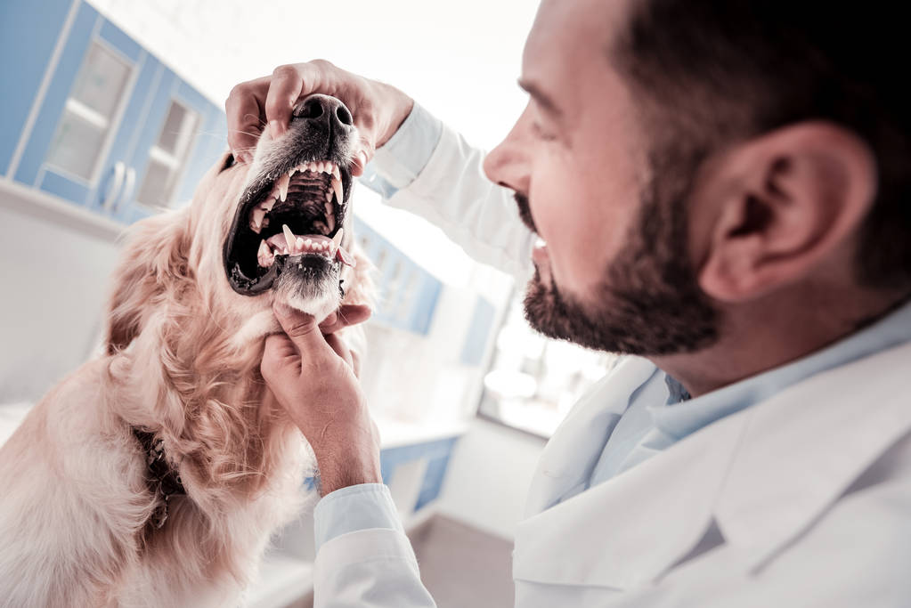 The Importance Of Dental Care For Animals